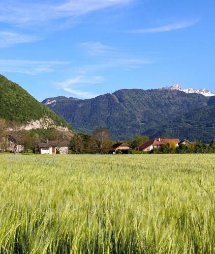 Un vaste champ d'orge verdoyant au premier plan, devant un petit village alpin niché au pied de montagnes boisées