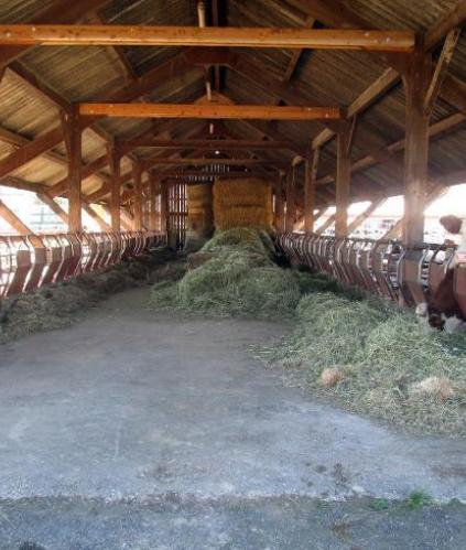 Vaches mangeant du foin dans une étable ouverte en bois.