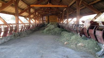 Vaches mangeant du foin dans une étable ouverte en bois.