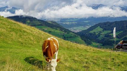 Une vache en montagne