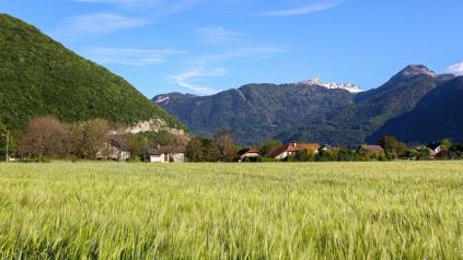 Un vaste champ d'orge verdoyant au premier plan, devant un petit village alpin niché au pied de montagnes boisées
