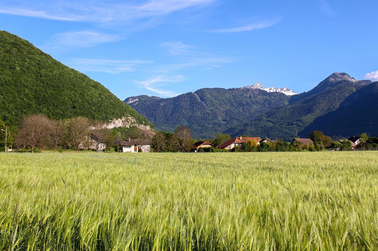 Un vaste champ d'orge verdoyant au premier plan, devant un petit village alpin niché au pied de montagnes boisées