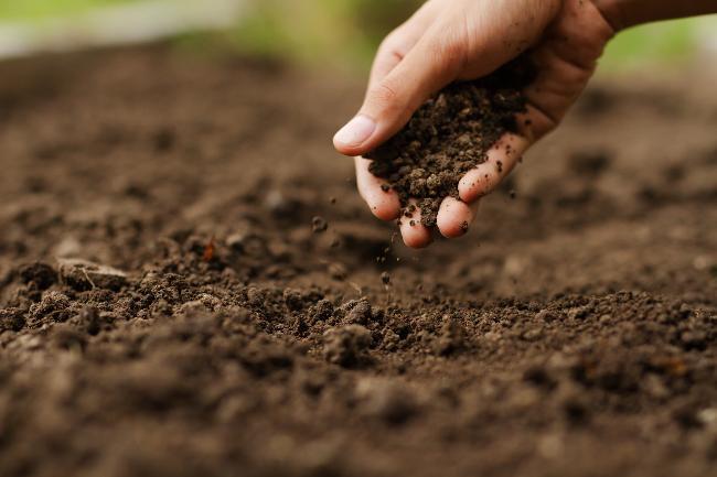 Main tenant de la terre agricole et de l'engrais pour illustrer la fertilisation des sols