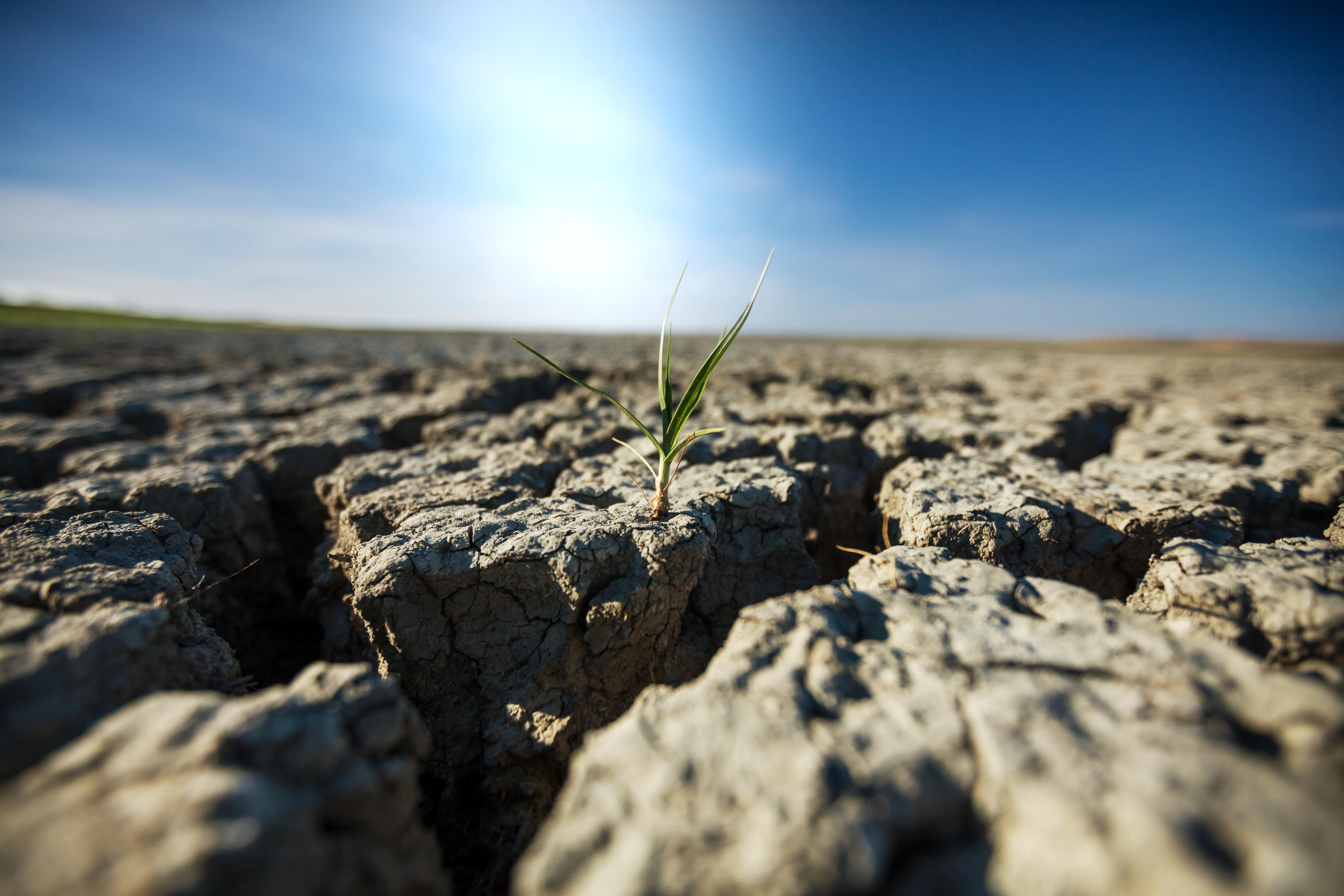 Petite plante verte émergeant d'une terre aride et craquelée
