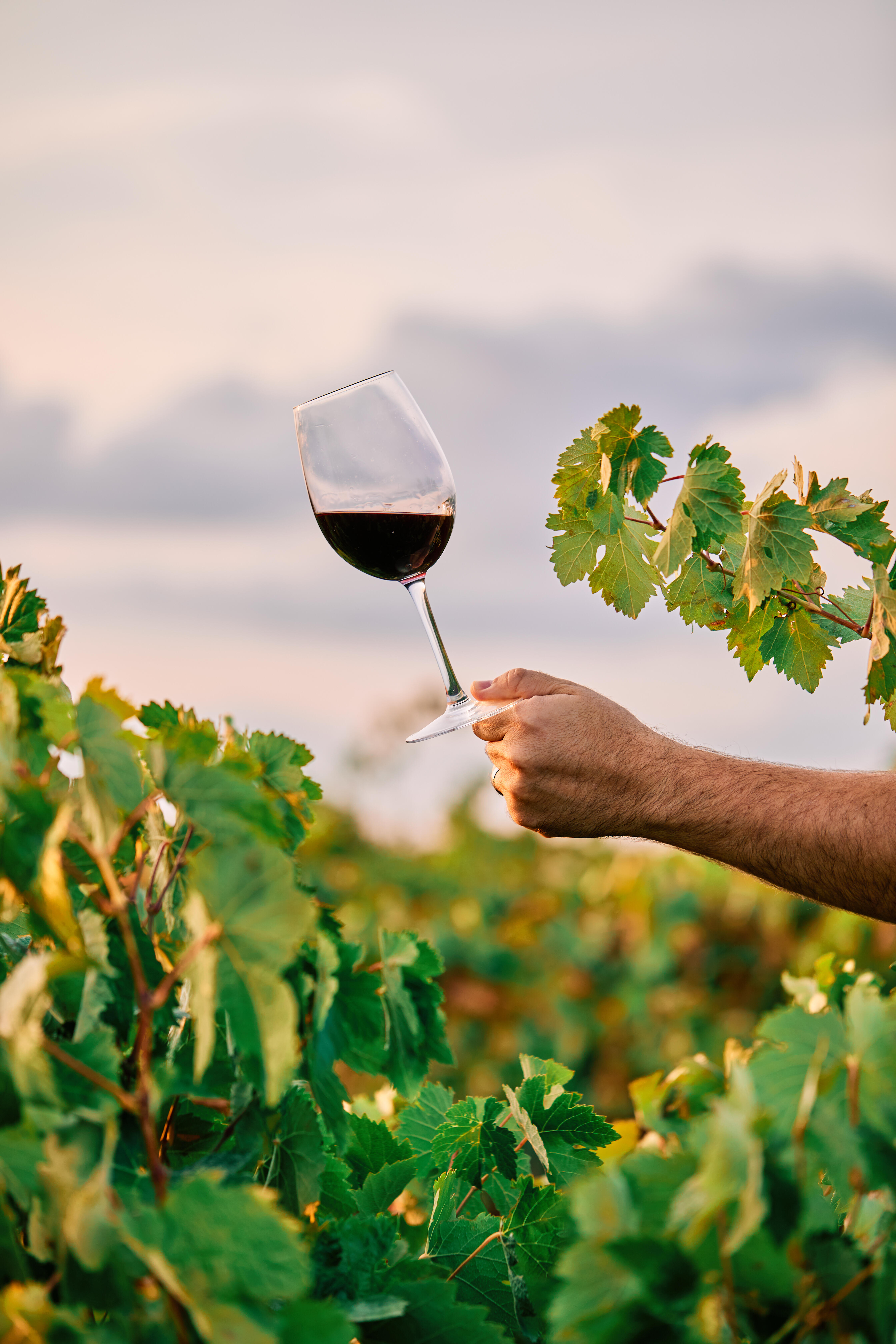verre de vin rouge dans un champs de vignes